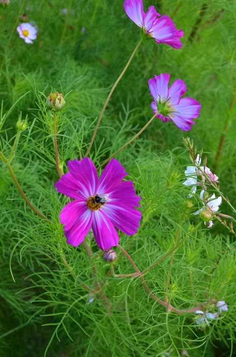 Cosmos bipinnatus 'Candy Stripe'